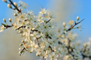 Allergiebehandlung in der Heilpraktikerpraxis Sabine Korthals