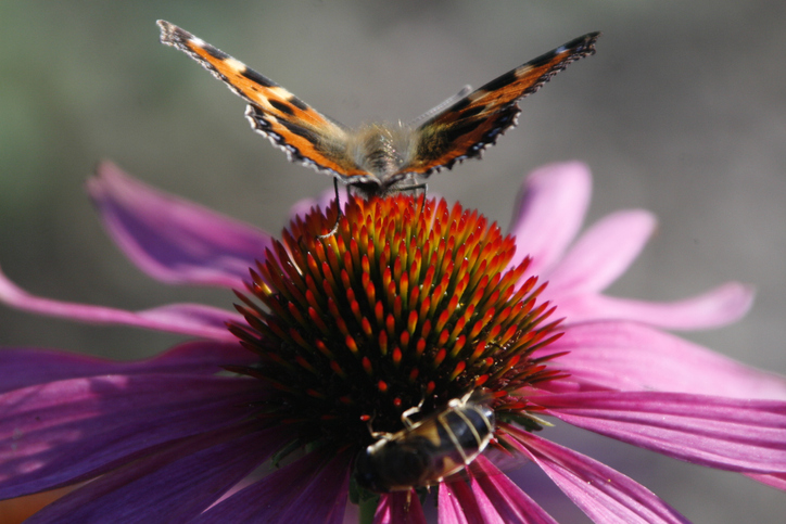 Schmetterling auf einer Echinacea-Blüte