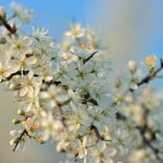 Vitamin-C-Hochdosistherapie bei akutem Hörsturz